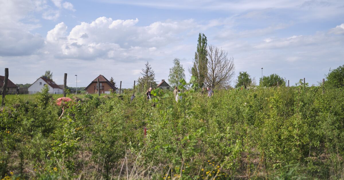 Wann Ist Ein Wald Ein Wald Der Tiny Forest Herford