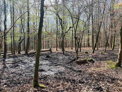 Das Projekt entfaltet Wirkung: Bereits wenige Wochen später befindet sich wieder mehr Wasser im Waldboden. Foto: Marietta Puhl, Kreis Soest.