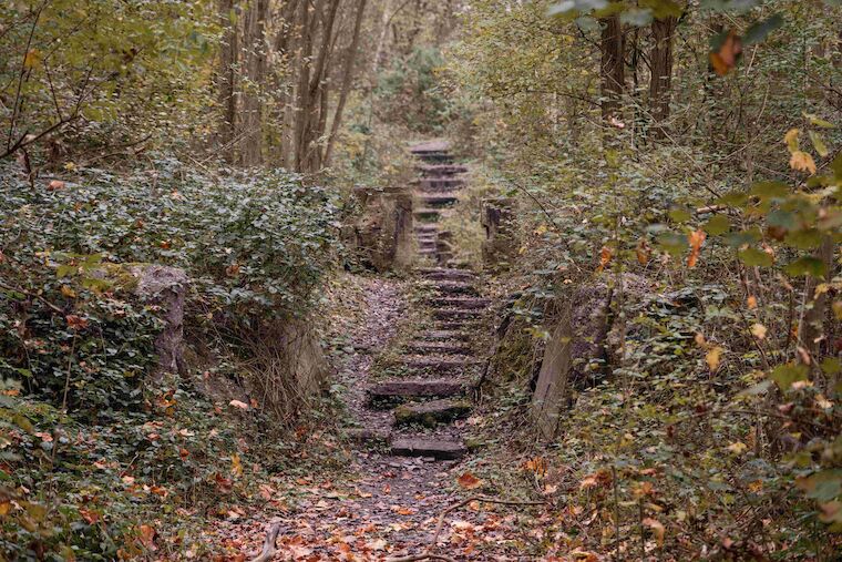 Verwunsche Wege und wuchernde Pflanzen: Im Industriewald Rheinelbe bleibt Totholz liegen, nur die Pfade werden freigehalten. Foto: Sebastian Becker