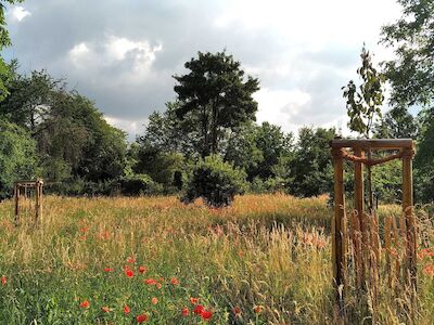 Blühwiesen auf dem Südfriedhof in Bonn. Foto: Bundesstadt Bonn – Amt für Umwelt und Stadtgrün