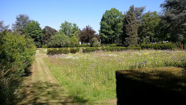 Blühwiesen auf dem Südfriedhof in Bonn. Foto: Bundesstadt Bonn – Amt für Umwelt und Stadtgrün