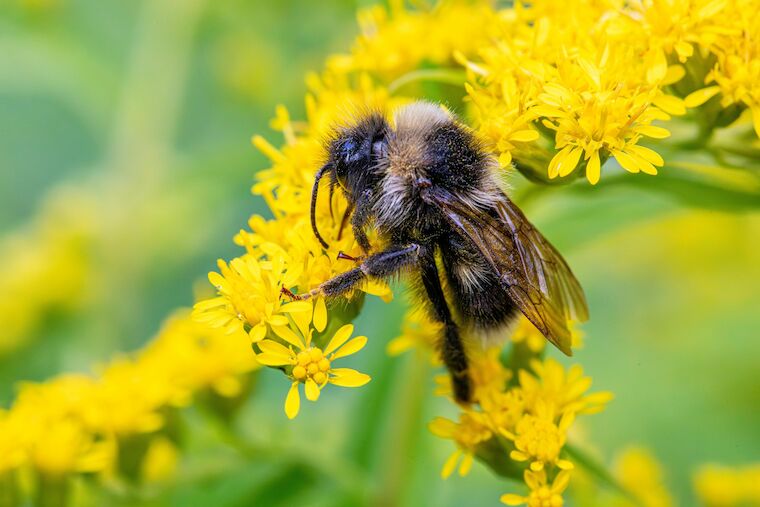 Foto: Erik Karits via Pexels.