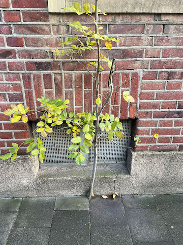 Grüner Sproß in Münster. Foto: Fenna Tinnefeld