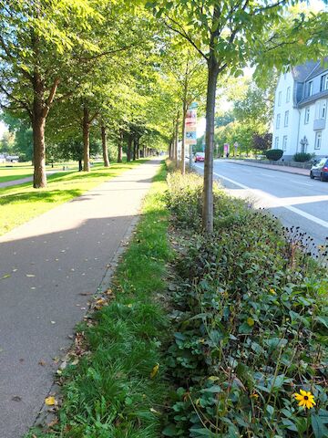 Ein Blühstreifen trennt Park und Straße. Foto: Annika Stremmer