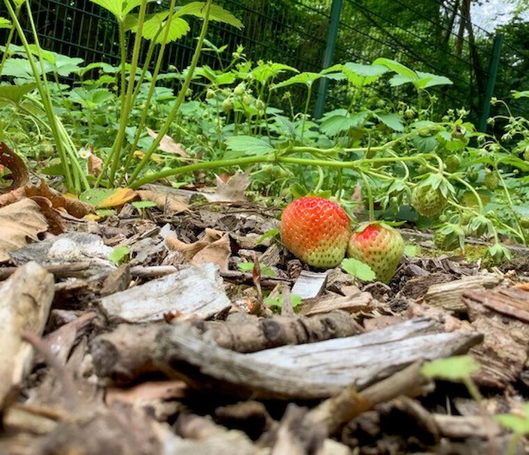 Auch der Schulgarten wird zum fotografischen Entdeckungsraum und zeigt Vertrautes aus einer ungewohnten Perspektive. Foto: 5. Klasse Emscherschule Aplerbeck